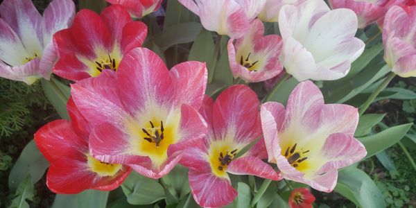 Red, pink, and white tulip flowers in bloom