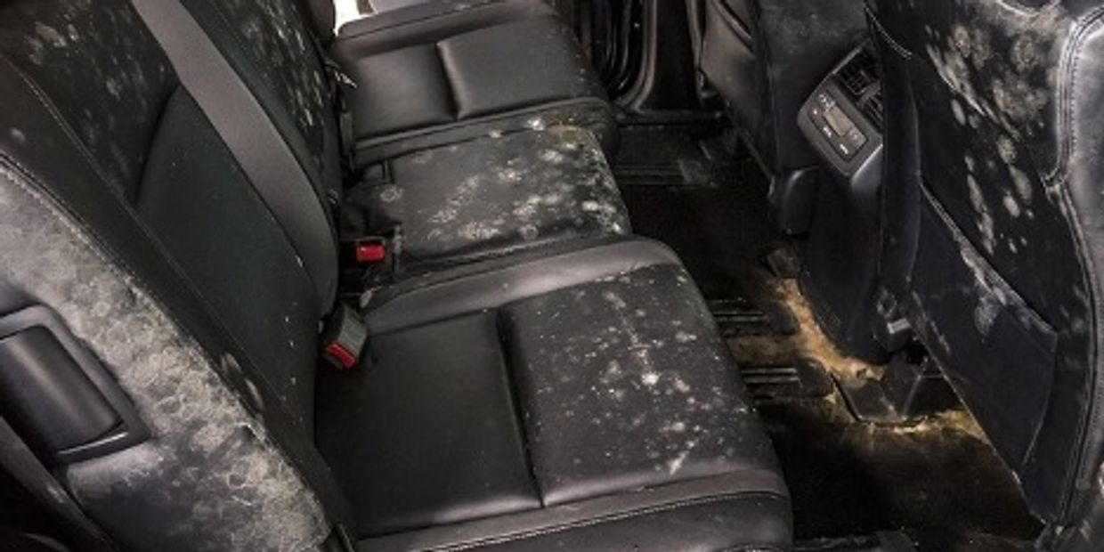 mold and mildew removal for car interior