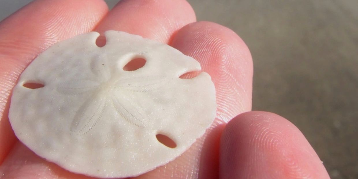 sand dollar in a hand; Clypeasteroida