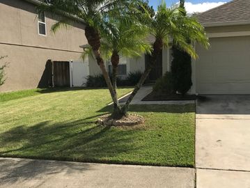 Neatly trimmed front yard with palm trees casting shadows on the lawn.