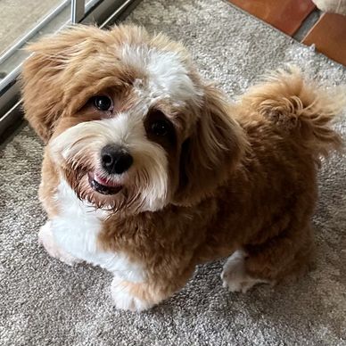 Zoe Reese - Havareese Havanese