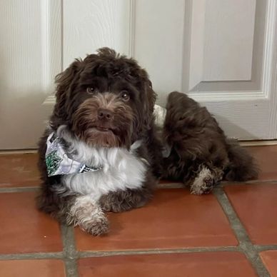 Bogey Reese - Havareese Havanese