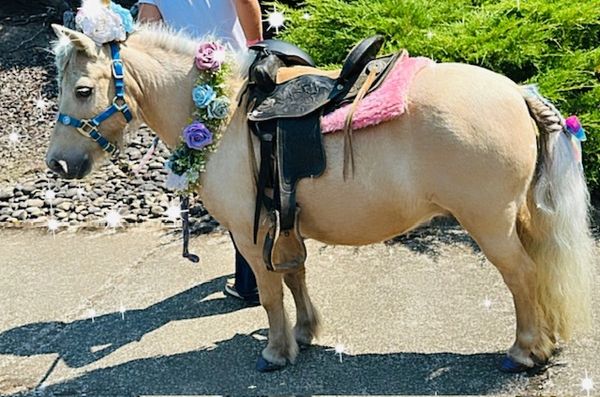 Vancouver Washington Mobile Bunny & Pony Parties | Kids Birthday entertainment near Portland Oregon 