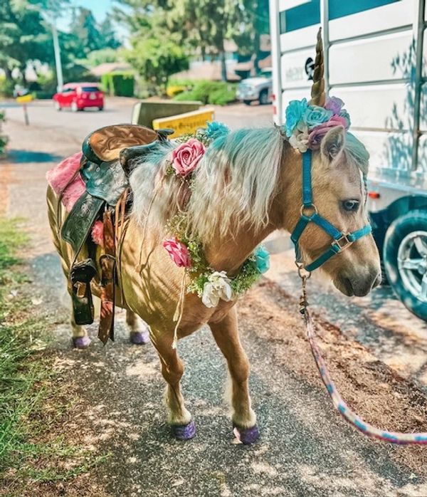 Vancouver,Washington / Portland, Oregon Mobile Pony Parties