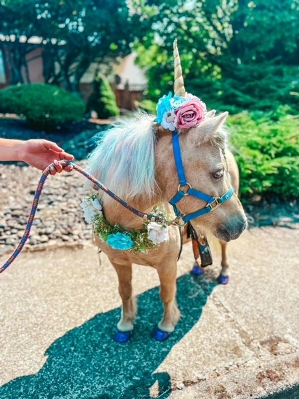 Vancouver,Washington / Portland, Oregon Mobile Pony Parties