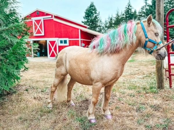 Vancouver,Washington / Portland, Oregon Mobile Pony Parties