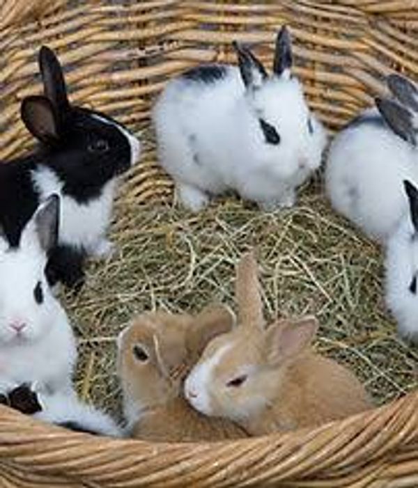 Vancouver Washington Mobile Bunny Parties | Kids Birthday entertainment near Portland Oregon 