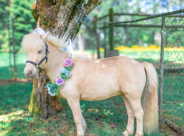 Vancouver,Washington / Portland, Oregon Mobile Pony Parties
