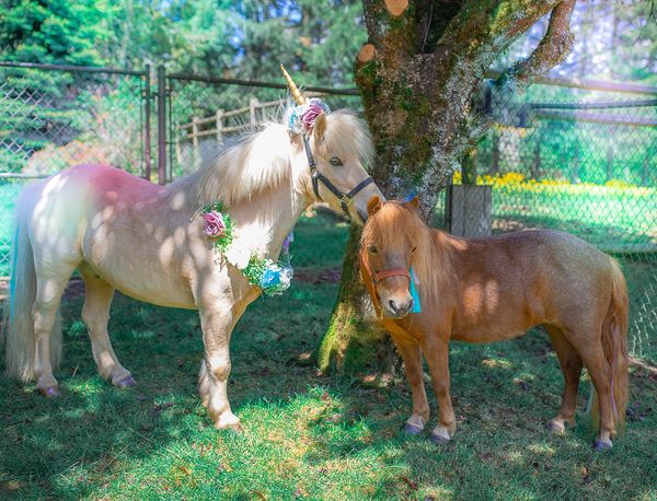 Vancouver Washington Mobile Bunny & Pony Parties | Kids Birthday entertainment near Portland Oregon 