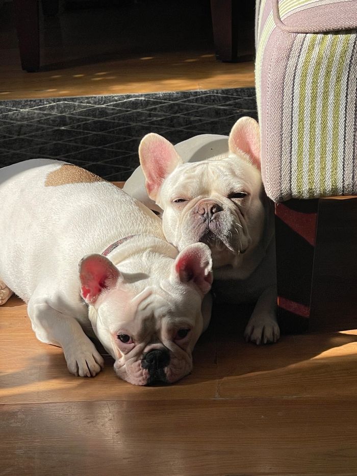 Mia & Bella enjoying a sunny day! 