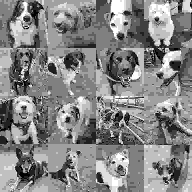 Dan's Dog Day Care Dog Home Boarding, Dog Day Care