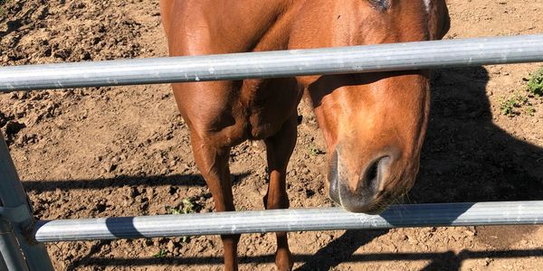 Brown horse behind metal fence in dirt enclosure.