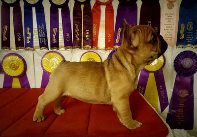 FAQs for our french bulldog puppies!