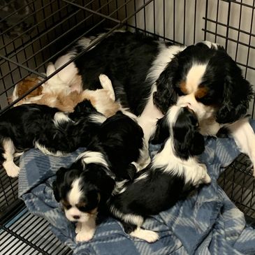 Mama Tri color Cavalier King Charles and babies snuggling.