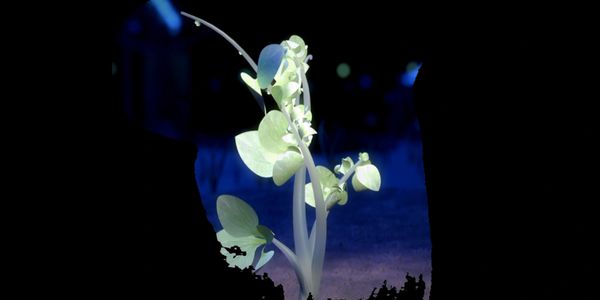 Glowing white plant against a dark blue and black background.
