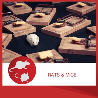 Mouse and mousetraps pest control db Pest Management