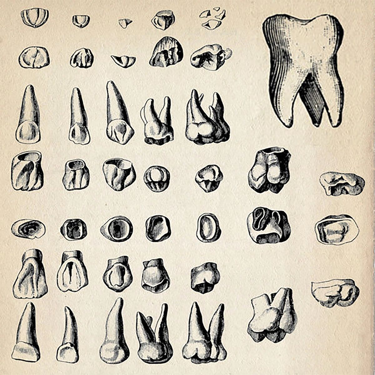 Зубы карандашом анатомия