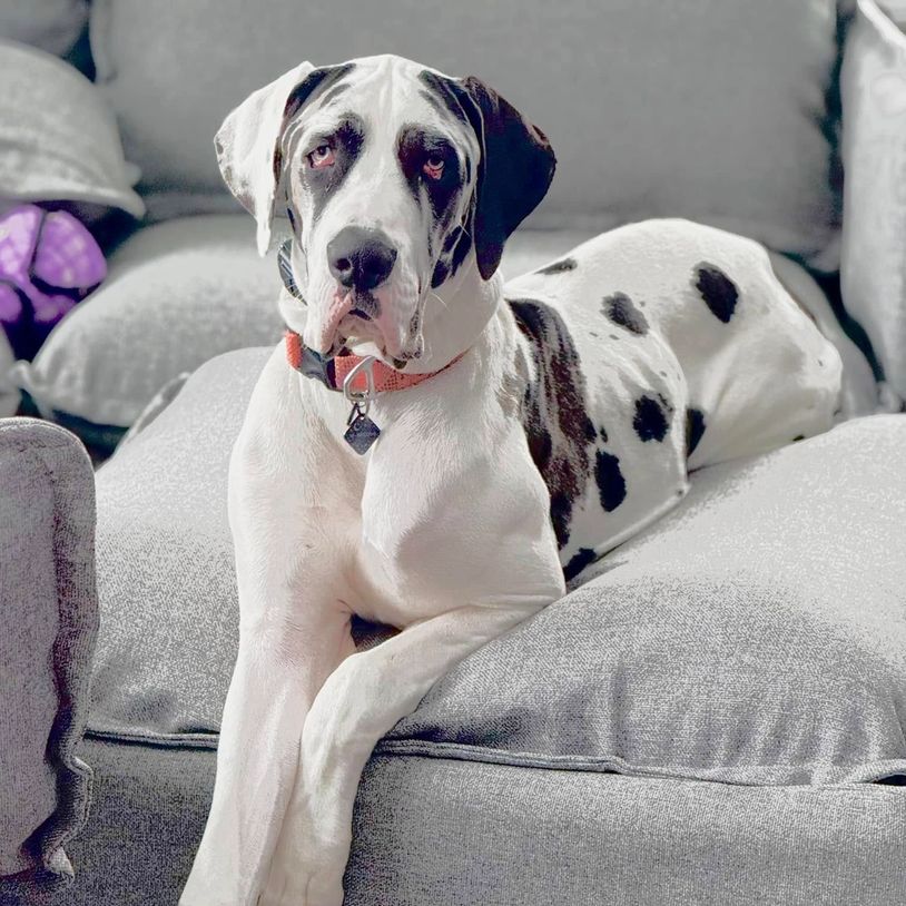 Great Dane dog lounging on a grey sofa.
