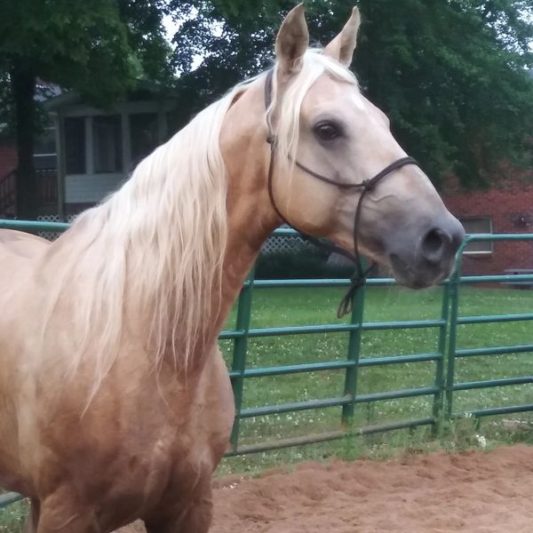 A palomino horse with a light mane standing near a green fence.