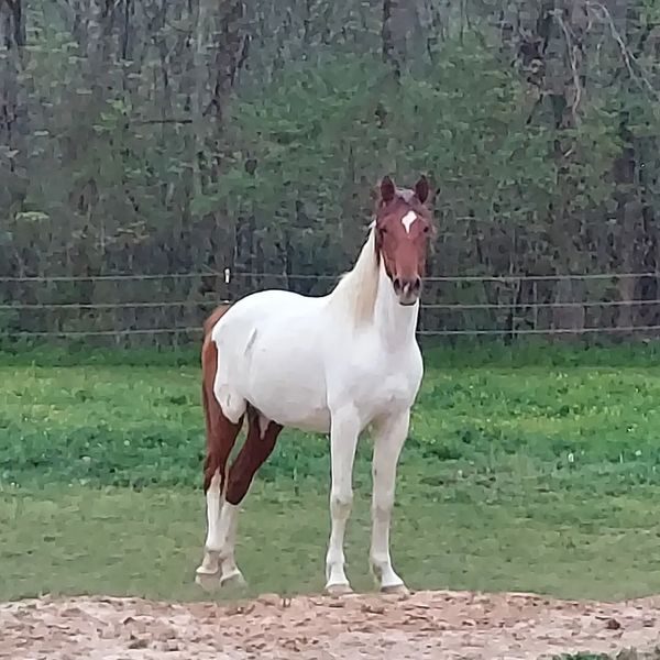 A pinto horse standing on grass in front of a forested area.