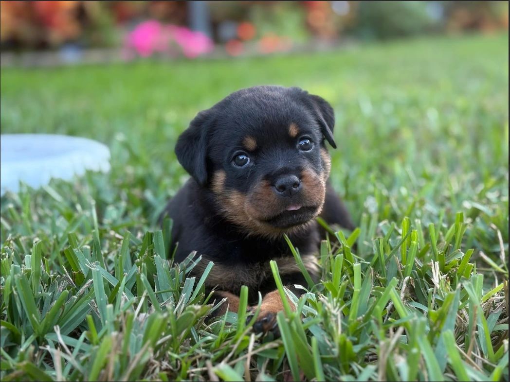 Riverview Rottweilers Find Your Perfect Companion | Bay Area Rottweilers