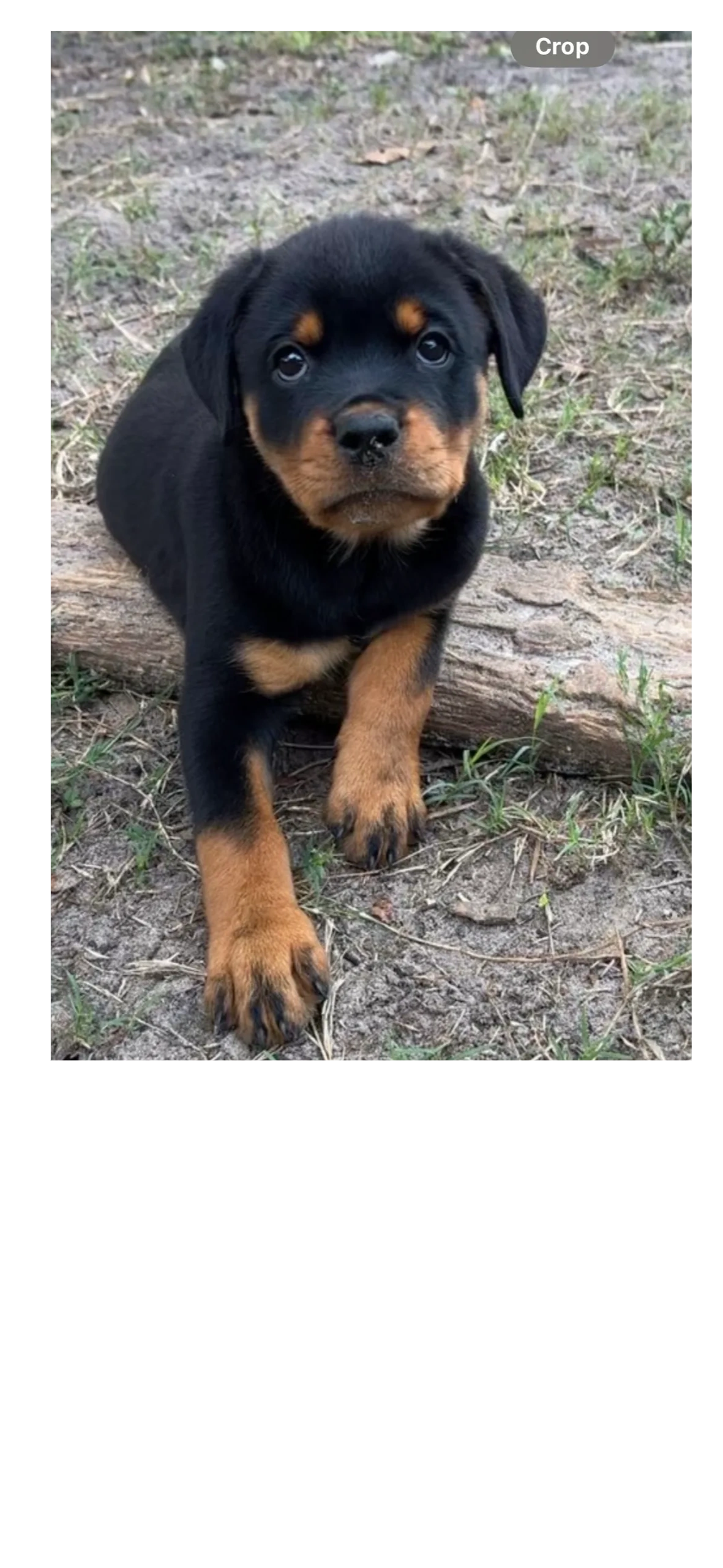 Find Your Perfect Companion | Bay Area Rottweilers