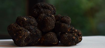 black summer truffles from italy sold at Truffletopia