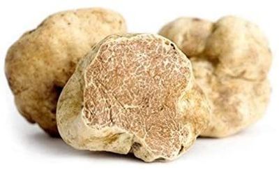 white alba (tuber magnatum) truffle from italy