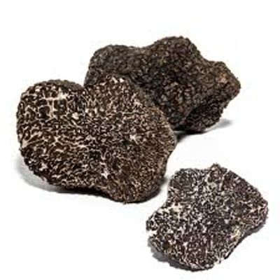 black perigord truffle tuber melanosporum