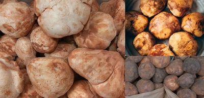 Biachetto truffle or Tuber Bochii Truffle grown on loblolly pines