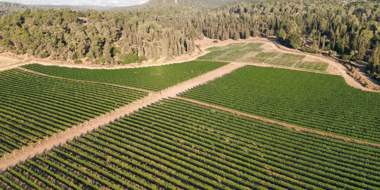 Bird's eye view of vineyards