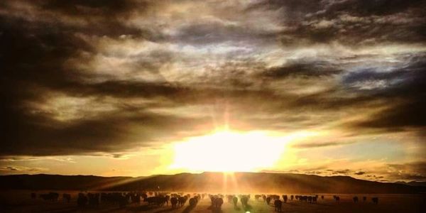 Herd of animals silhouetted against a radiant sunset over a vast landscape.