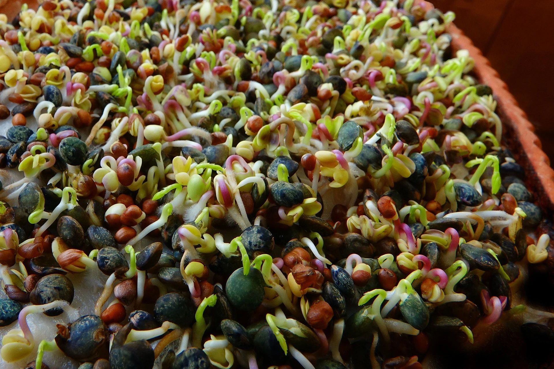 Organic Sprouts Sproutz Inc