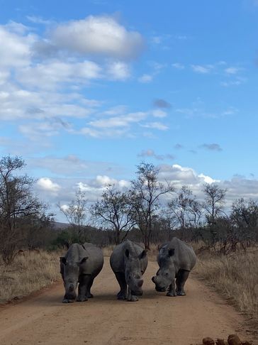 White rhinos in Kruger National Park. Safari. Guide. Marshall Safari Tours