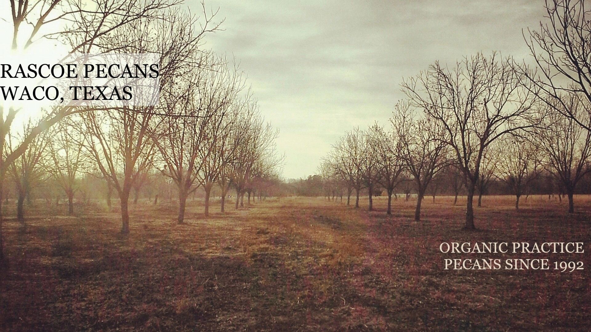 Rascoe Pecans