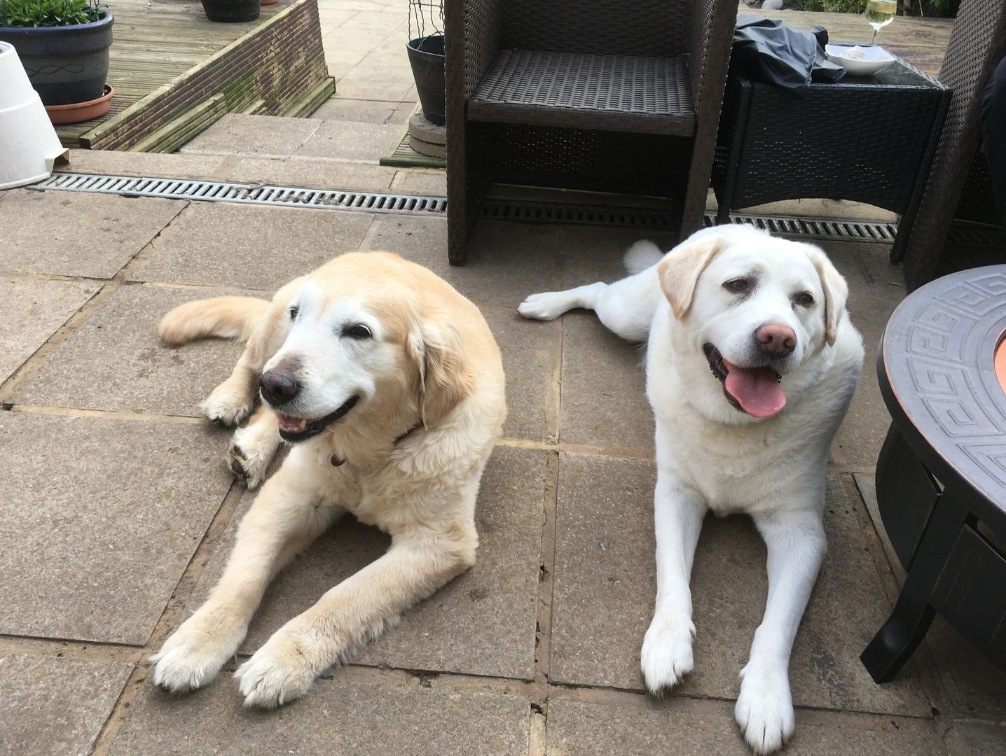two white dogs