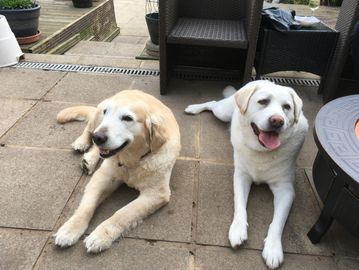 daycare dogs two white dogs