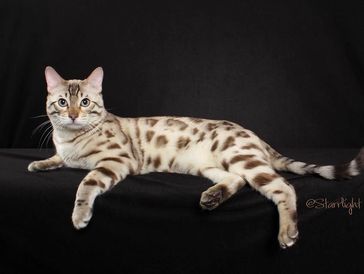 snow mink, lynx, brown and silver Bengals for sale  by simply blessed bengals in california
