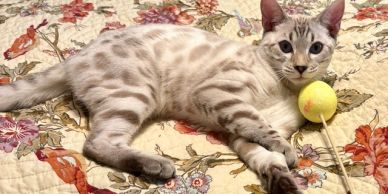 A spotted cat lies on a floral quilt next to a yellow toy ball.
