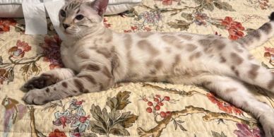 Spotted cat stretched out on a floral bedspread.