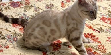 A spotted Bengal cat sitting on a floral quilt.