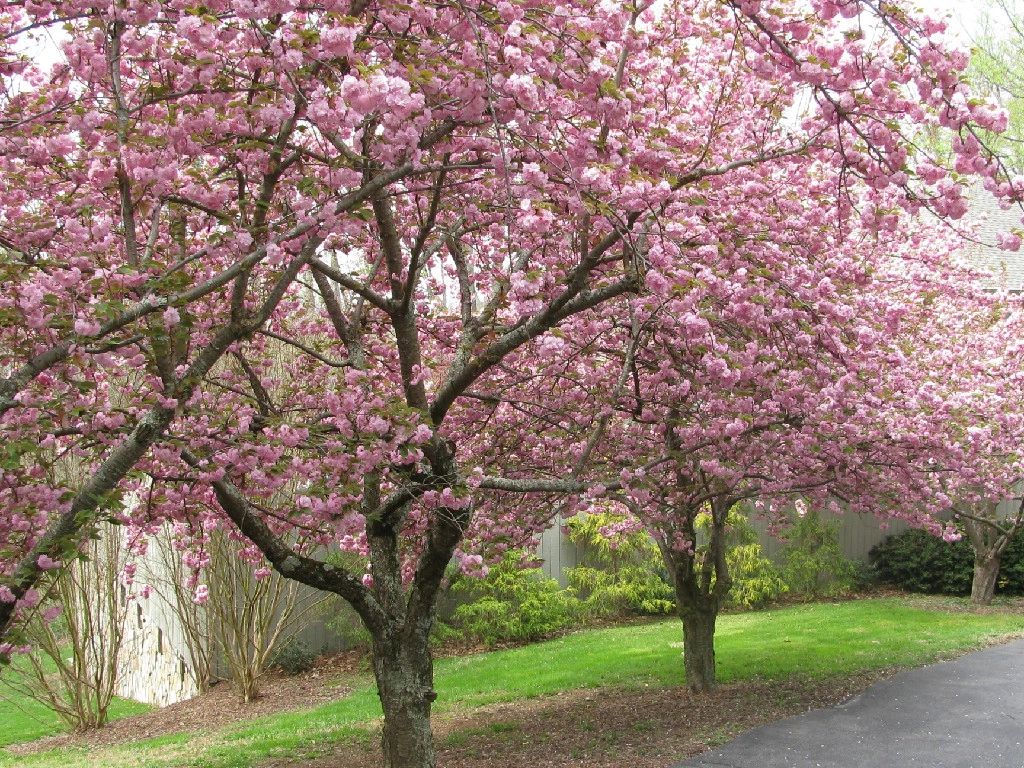 cutting edge tree service coupon ellicott city md