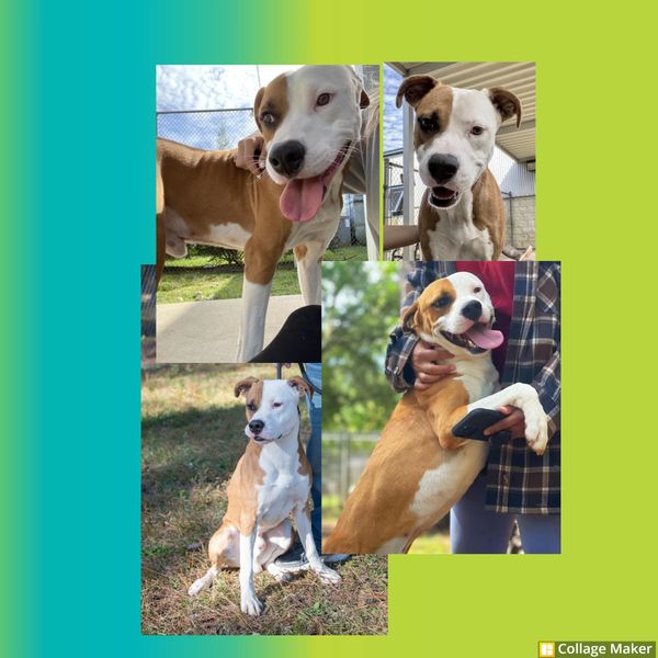 Community Response and Calls for Accountability