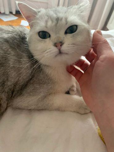 Under the chin scratches