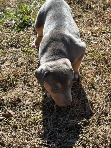 Buck deer recovery / family dog 
