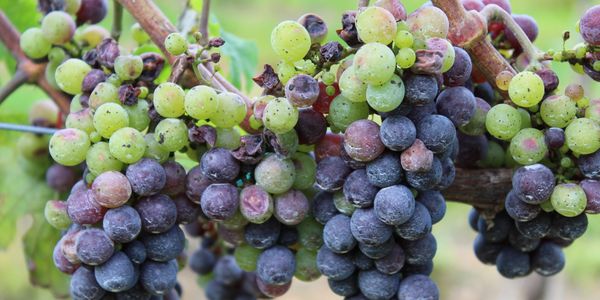 Clusters of ripening grapes in various stages on the vine.