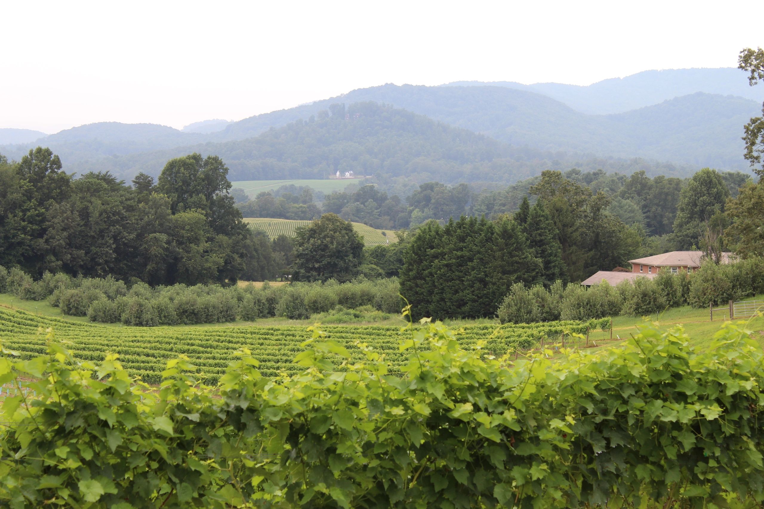 Vineyard Gallery at Johnson's Legacy Vineyard