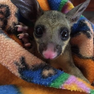 Brushtail joey