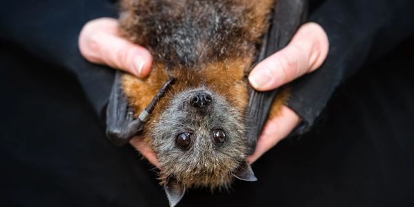 Grey Headed Flying-fox