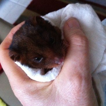 Ringtail possum joey